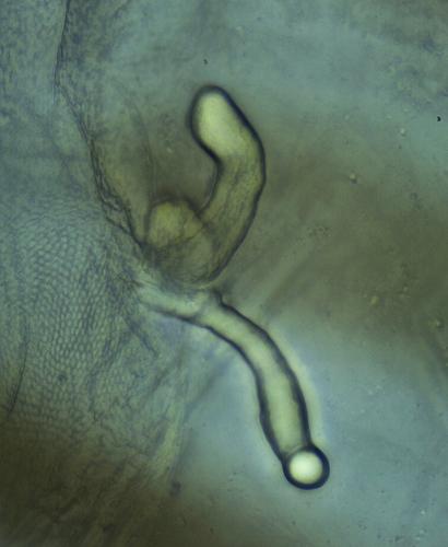 Opilio canestrinii